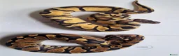 Python Snake reptiles for sale: Royal pythons in Dawlish - Advert 5