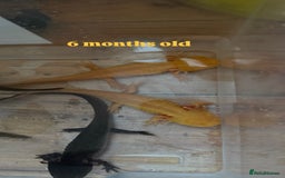 Axolotl reptiles for sale: Axolotl's looking for homes  - Image 6