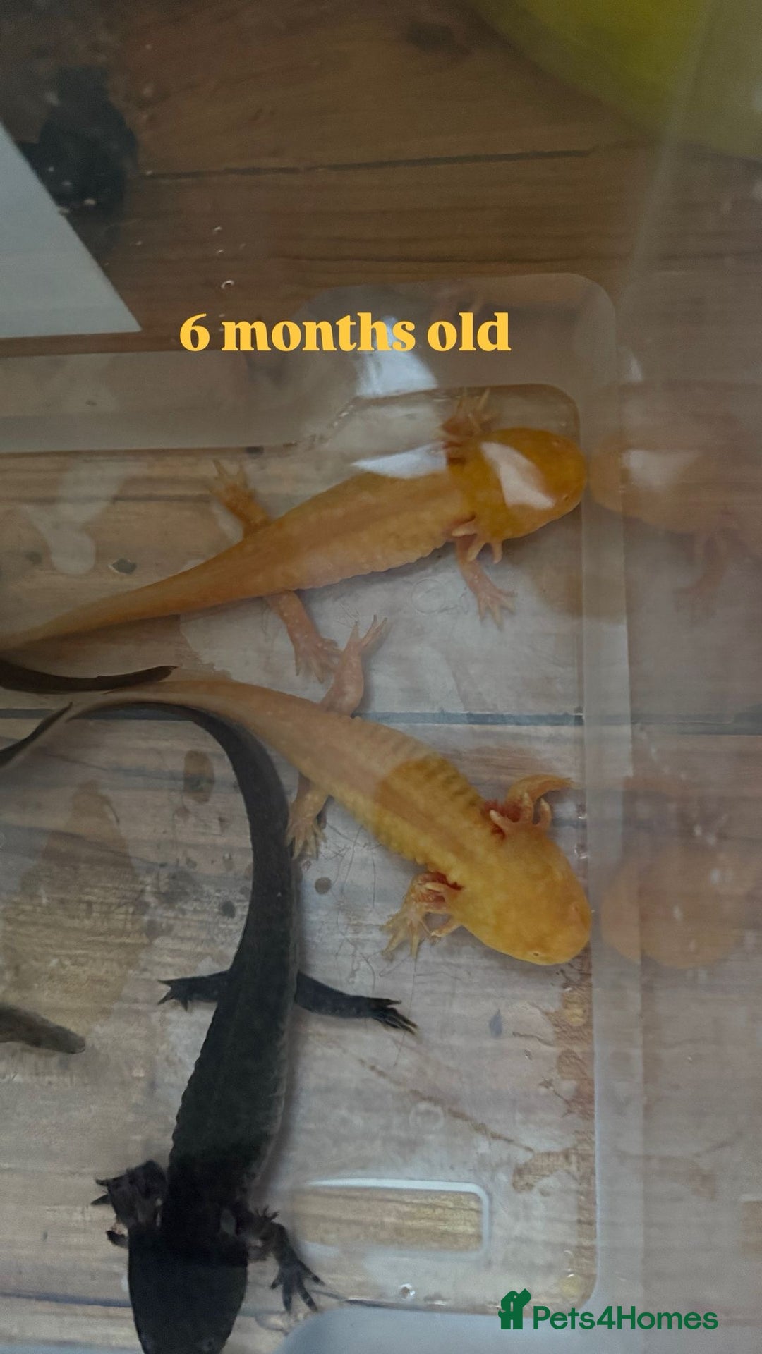 Axolotl reptiles for sale: Axolotl's looking for homes  - Image 6