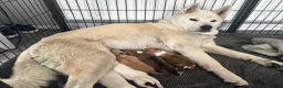 Akita dogs for sale: Akita puppies - Advert 1