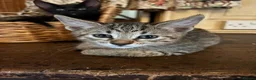 Savannah cats for sale: SavannahX GORGEOUS kittens  - Advert 5