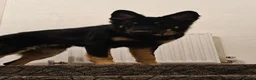 German Shepherd dogs for sale: German shepherd for rehome  - Advert 8