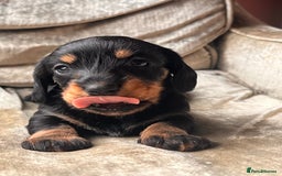 Miniature Dachshund dogs for sale: Stunning Miniature Dachshund Puppies - Image 22