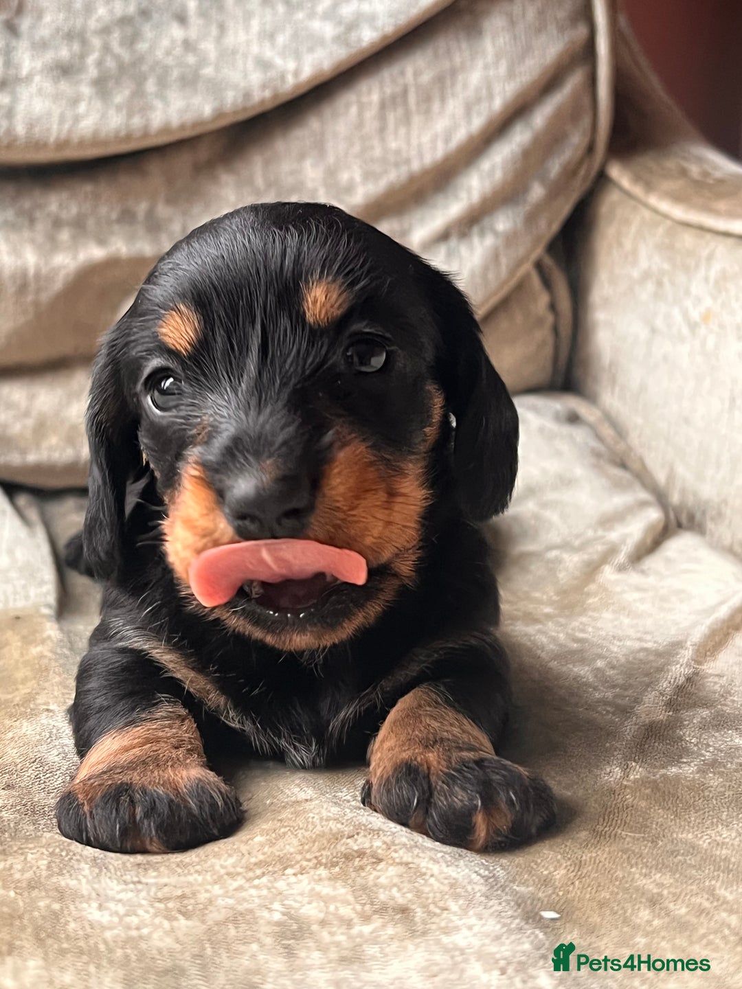 Miniature Dachshund dogs for sale: Stunning Miniature Dachshund Puppies - Image 22