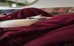 British Shorthair cats for sale: British Shorthair kittens  - Image 16