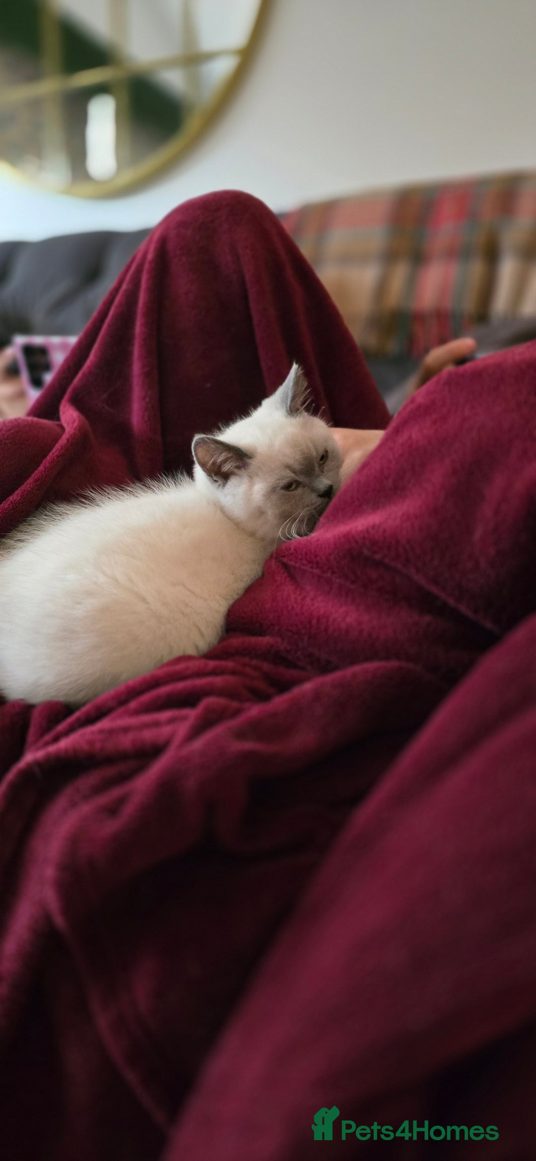 British Shorthair cats for sale: British Shorthair kittens  - Image 16