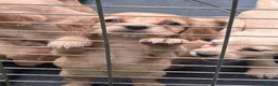 Cocker Spaniel dogs for sale: Our last boy  - Advert 4