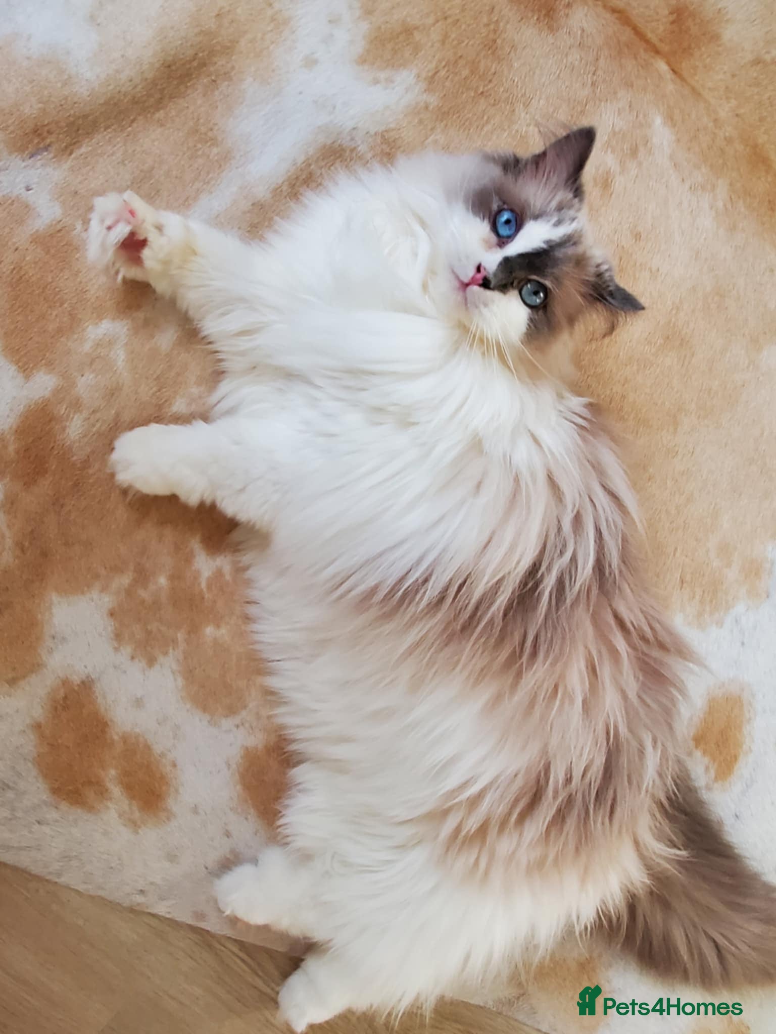 Ragdoll cats Loving Ragdoll girl for sale - Advert 2