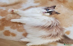 Ragdoll cats for sale: Loving Ragdoll girl for sale - Image 1