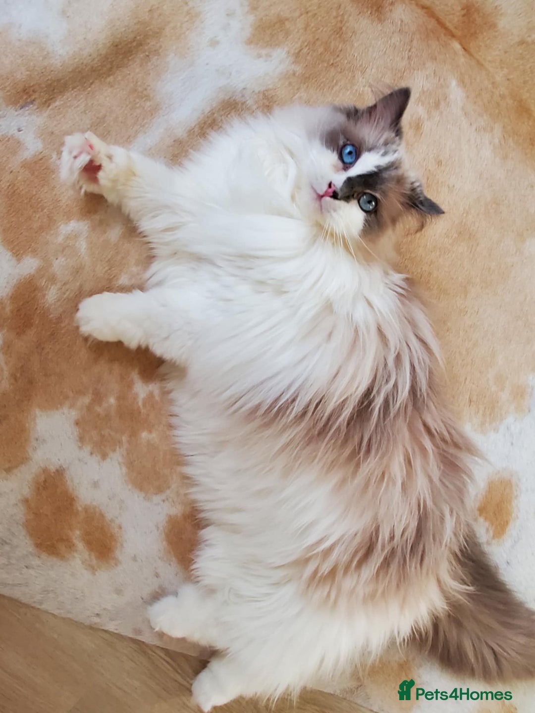 Ragdoll cats for sale: Loving Ragdoll girl for sale - Image 1