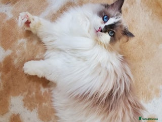 Ragdoll cats - Advert 17