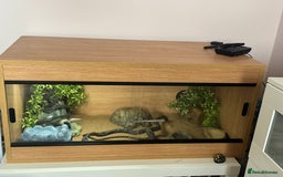 Leopard Gecko reptiles for sale: Female Leopard Gecko  - Image 4