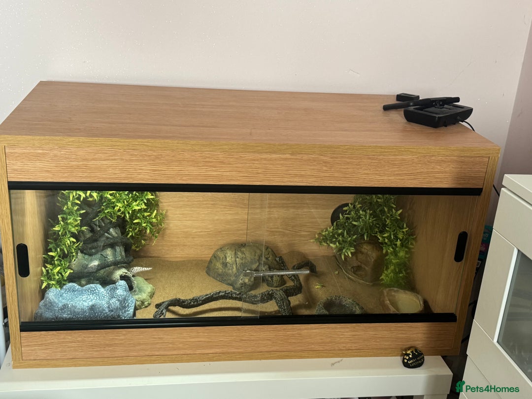 Leopard Gecko reptiles for sale: Female Leopard Gecko  - Image 4