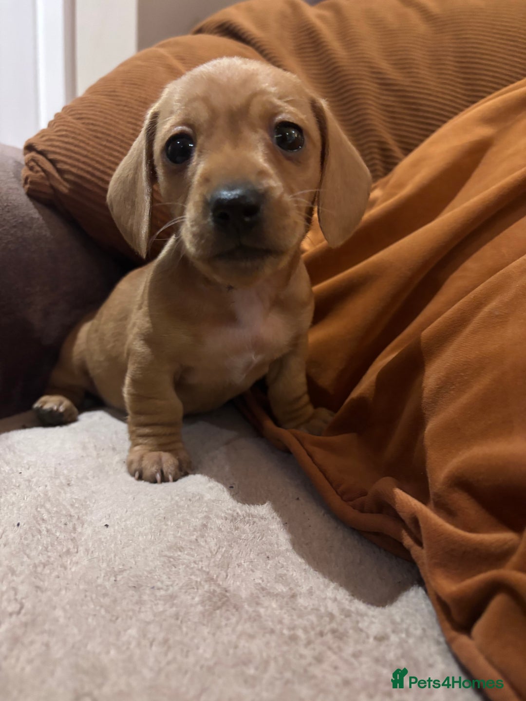 Miniature Dachshund dogs for sale: Miniature Dachshund puppies  - Advert 4