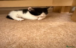 Mixed Breed cats for sale: 2 sweet kittens  - Image 5