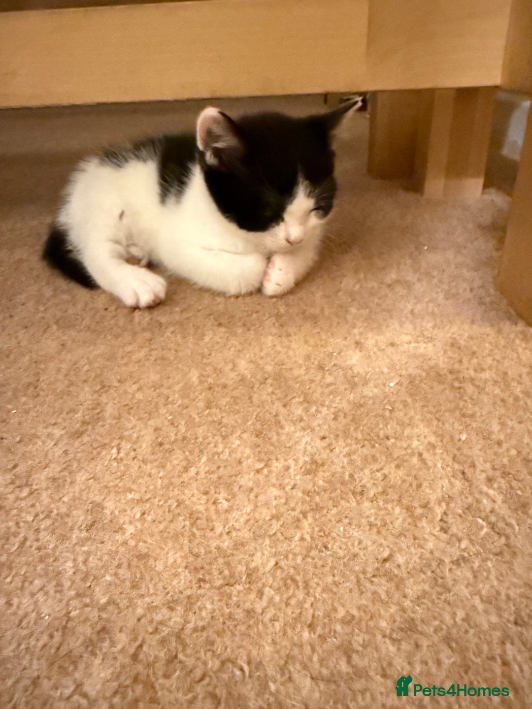 Mixed Breed cats for sale: 2 sweet kittens  - Image 5