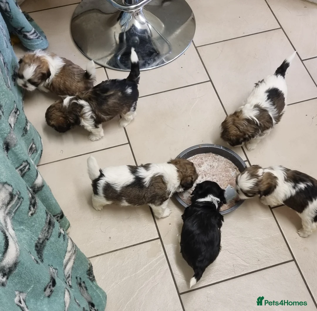 Lhasa Apso dogs for sale: Lhasa apso puppies in Abergele - Advert 2