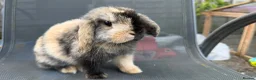 Mini Lop rabbits for sale: Pedigree Mini Lop Buck – Black Harlequin  in Wotton-under-Edge - Advert 5
