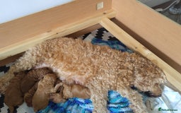 Cockapoo dogs for sale: Cockapoo Male Puppies for Sale | Take Home Sep - Image 4
