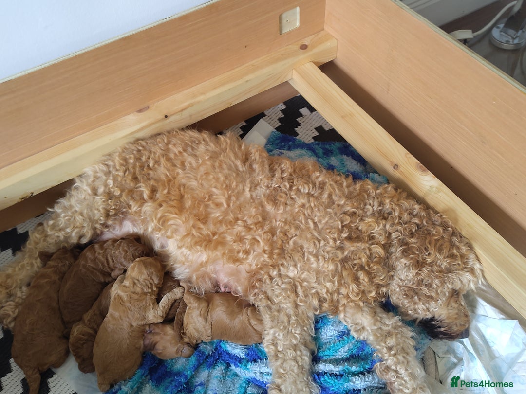Cockapoo dogs for sale: Cockapoo Male Puppies for Sale | Take Home Sep - Image 4