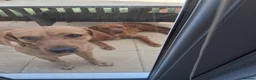 Labrador Retriever dogs for sale: X2 Red Fox Girls  in Carterton - Advert 2