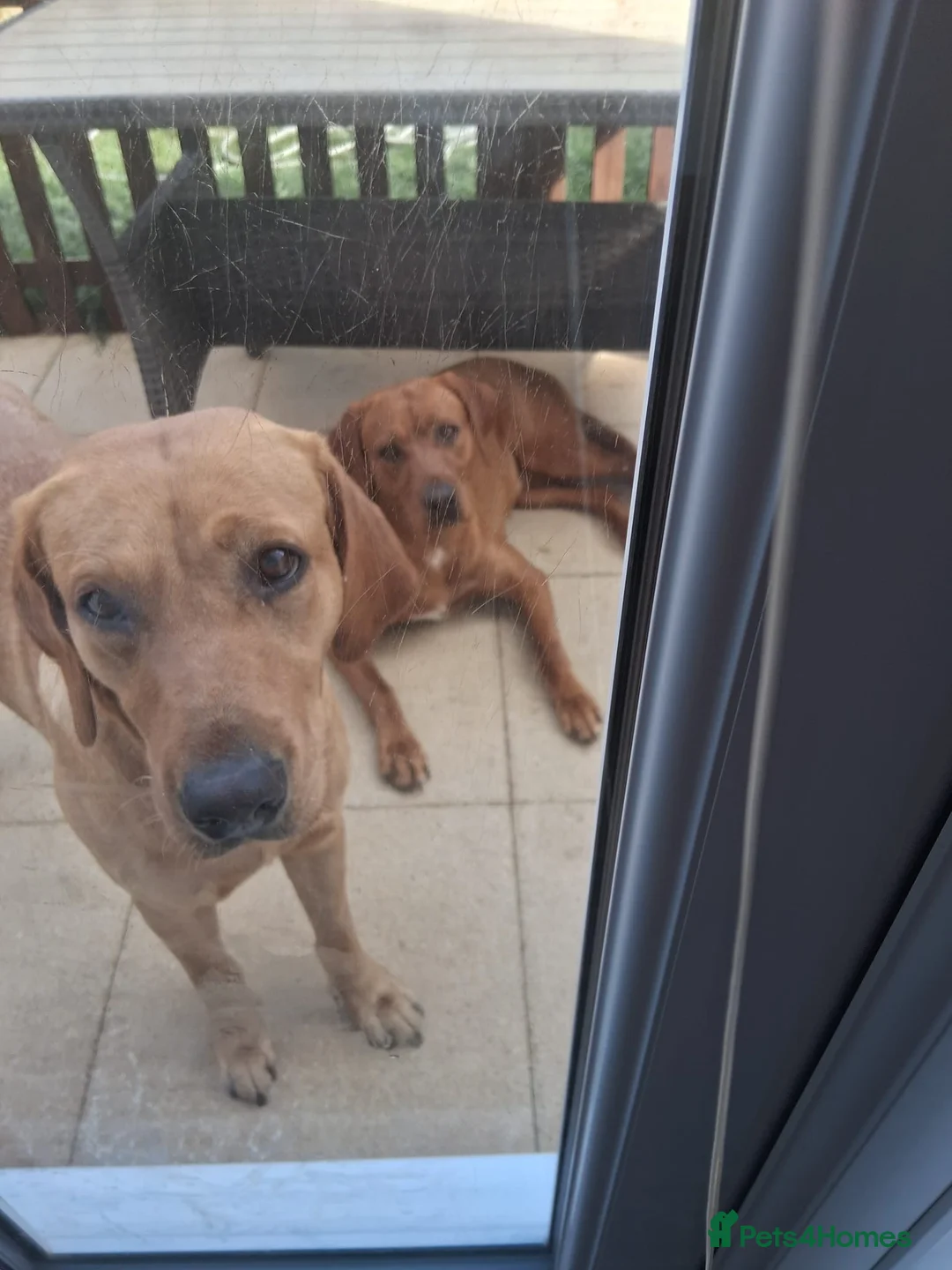 Labrador Retriever dogs for sale: X2 Red Fox Girls  in Carterton - Advert 2