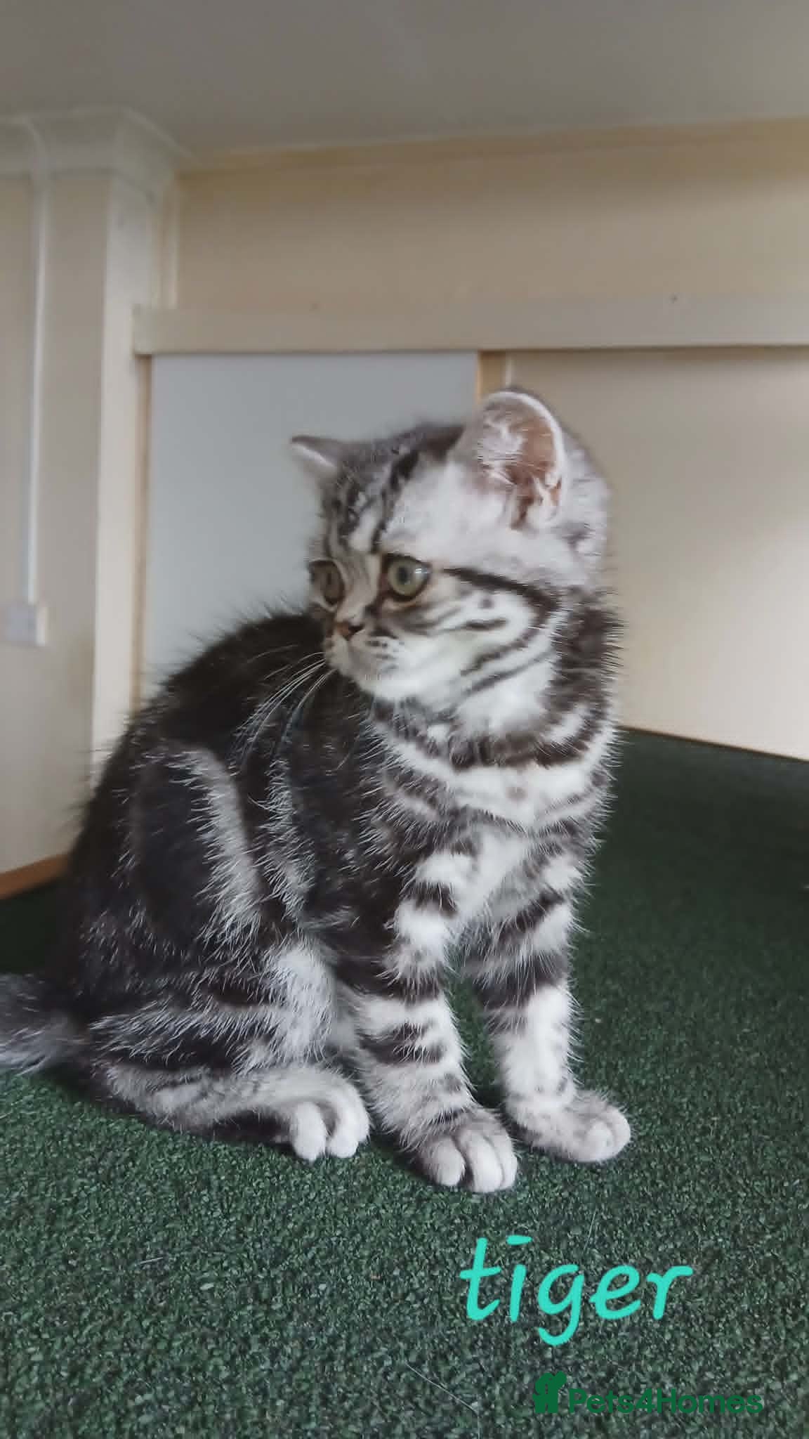 British Shorthair cats for sale: Bsh. Silver Classic Tabby . - Advert 2