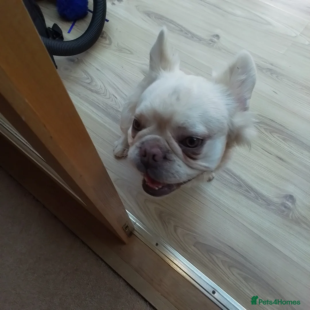 French Bulldog dogs for sale: Rare Fluffy French Bulldog 14 months old - Advert 1