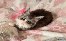 Maine Coon cats for sale: Gccf Maine Coon kittens  shaded lines - Image 23
