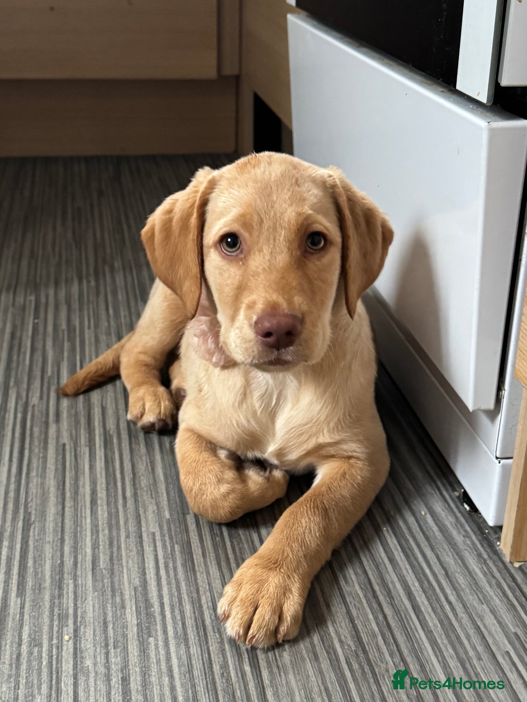 Labrador Retriever dogs for sale: nearly 7 month old labrador girl - Image 28