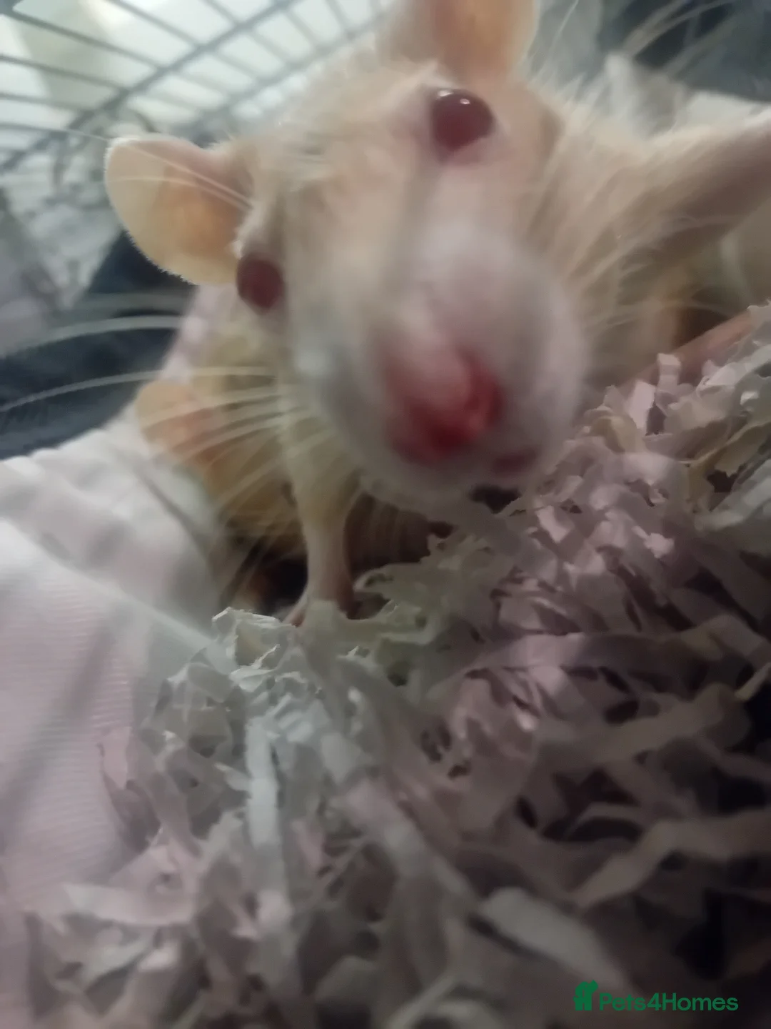 Rat rodents for sale: Pickle and pumpkin - Advert 4