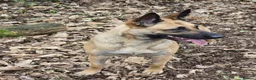 Belgian Shepherd Dog dogs for sale: Pups  - Advert 4