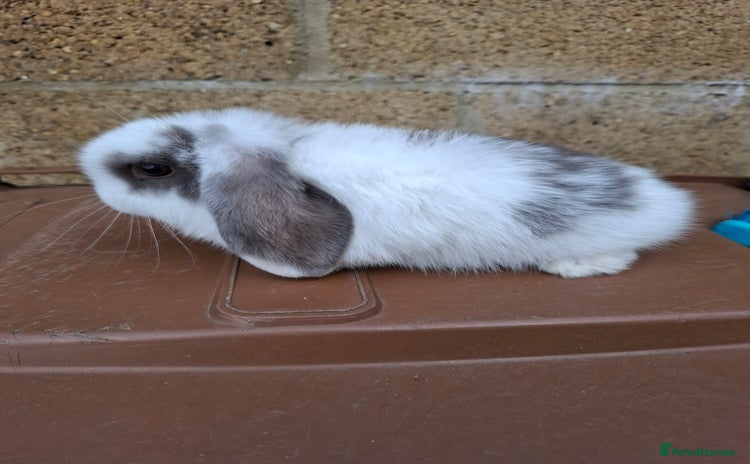 Mini Lop rabbits - Advert 9