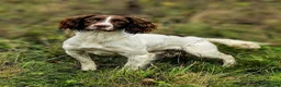 English Springer Spaniel dogs for sale: KC Registered English Springer Spaniel Puppies - Advert 23