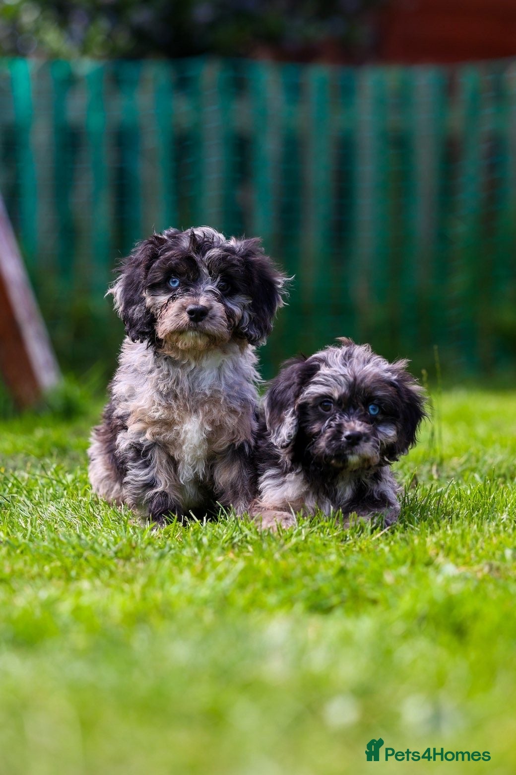 Cavapoo dogs Cavapoo girls and boys  - Advert 5