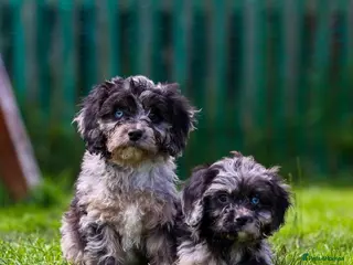Cavapoo dogs Cavapoo girls and boys - Advert 1
