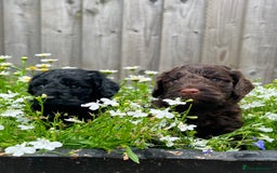 Cockapoo dogs for sale: F1 Cockapoo pups - Image 3