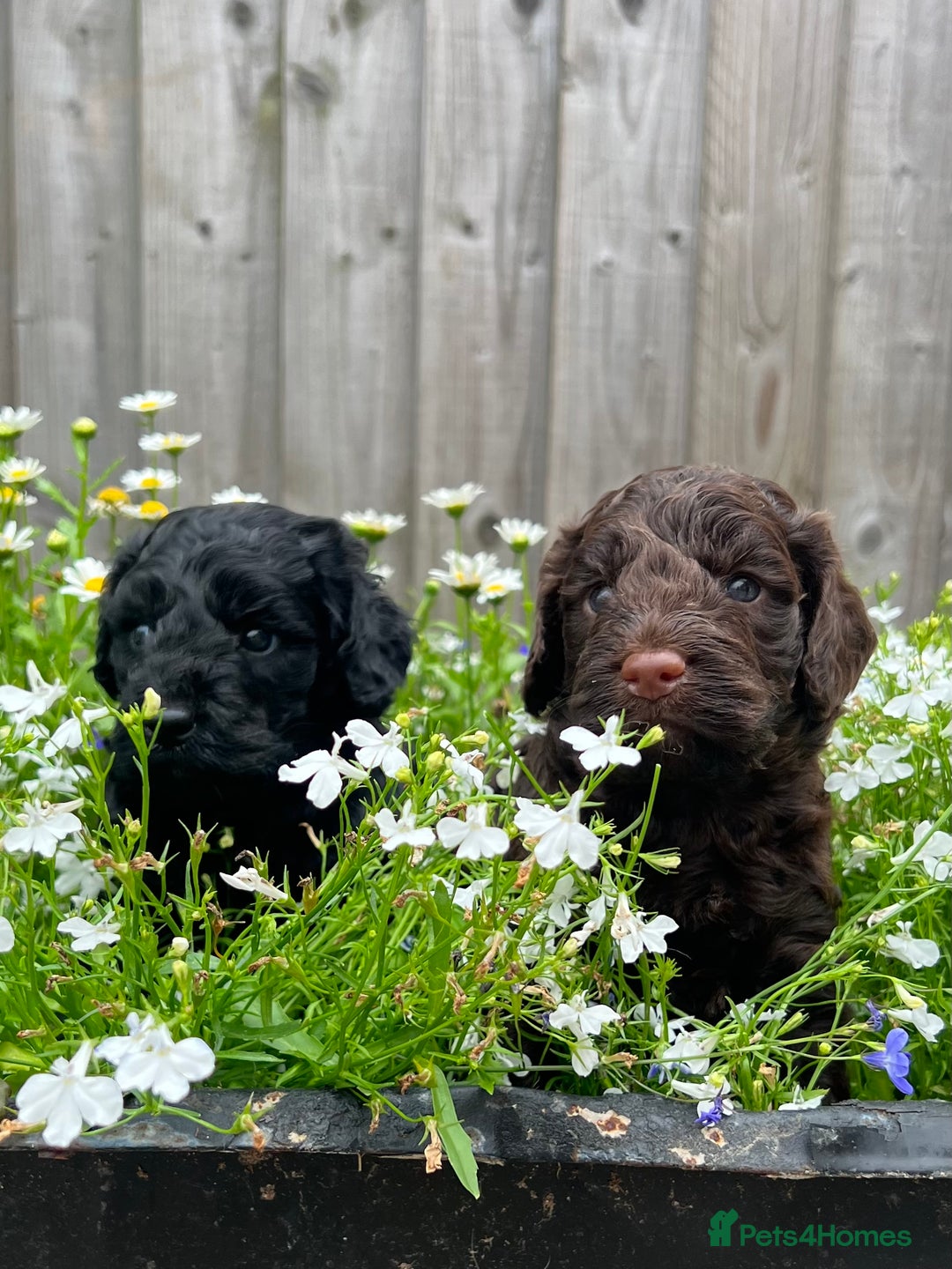 Cockapoo dogs for sale: F1 Cockapoo pups - Image 3
