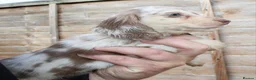Miniature Dachshund dogs for sale: Cream dapple  - Advert 16
