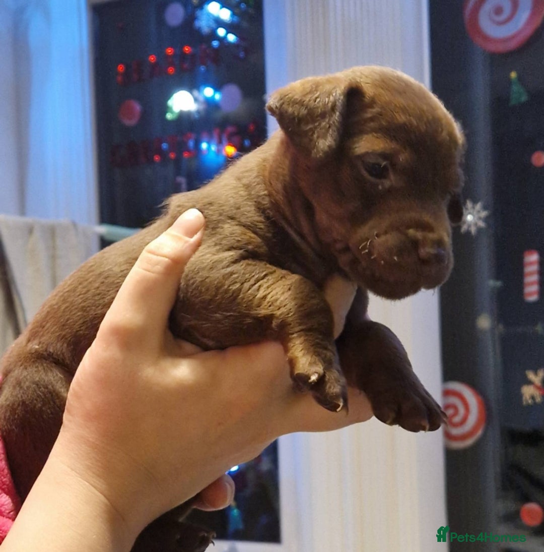 Patterdale Terrier dogs for sale: Patterdale terrier puppies  - Advert 1