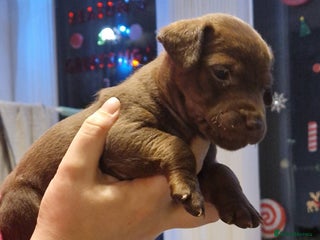 Patterdale Terrier dogs Patterdale terrier puppies - Advert 1