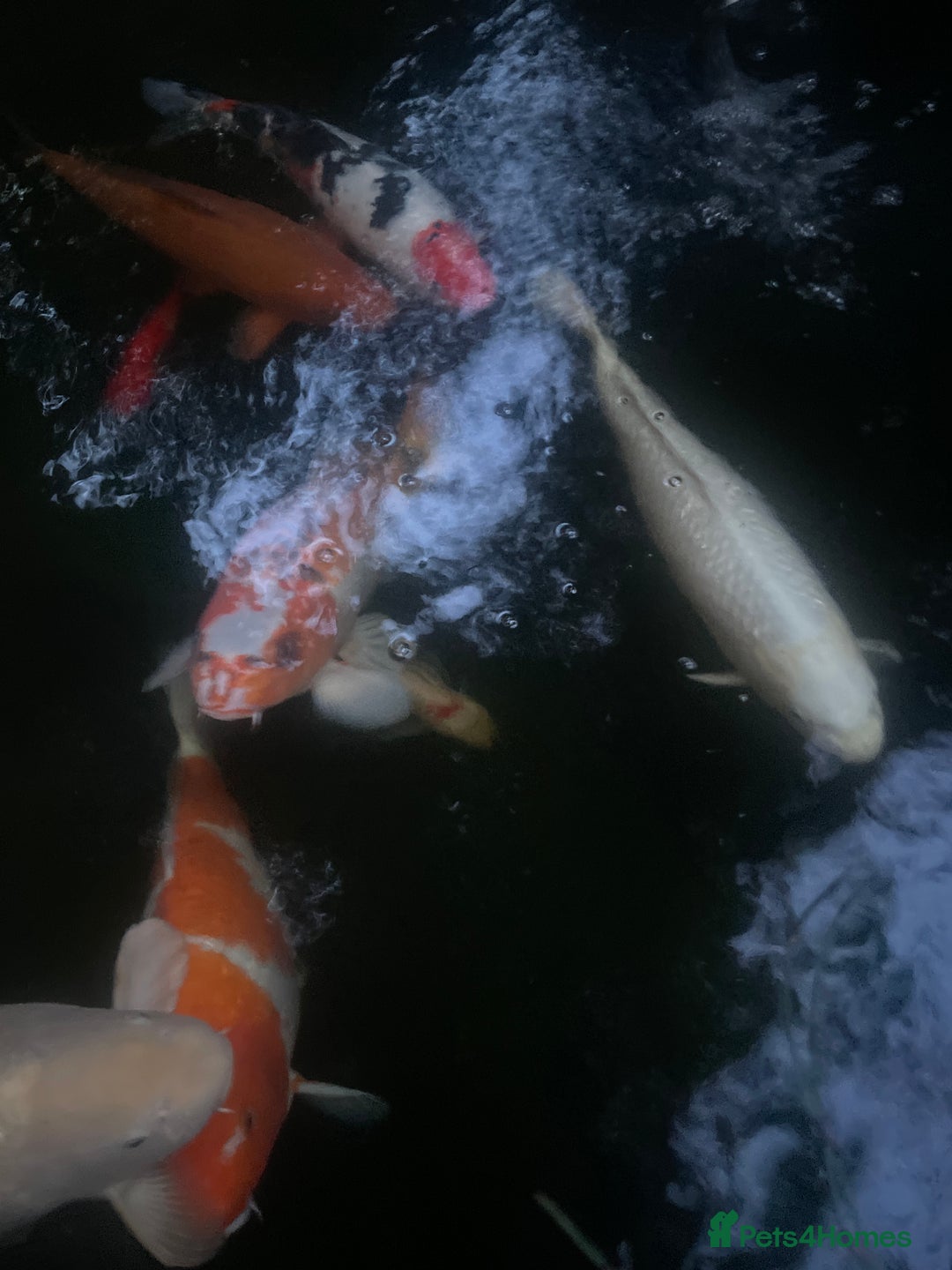 Koi Carp fish for sale: 6 koi and 1 ghost all about 55 cm - Advert 2