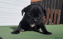 Mixed Breed dogs for sale: Frenchbulldog cross puppies  - Image 6