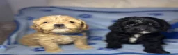 Cockapoo dogs for sale: Cockerpoo puppies  - Advert 3