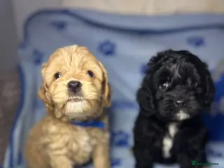 Cockapoo dogs Cockerpoo puppies - Advert 5