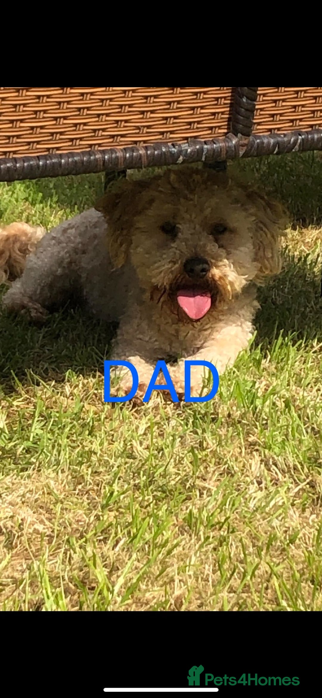 Poochon dogs for sale: 🐶🐾 4 STUNNING POOCHON PUPS 🐾🐶 - Image 14