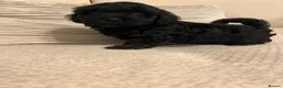 Shihpoo dogs for sale: Gorgeous f1 Shih poo puppies - Advert 8