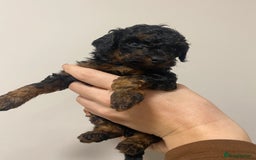 Toy Poodle dogs for sale: 5 toy poodles unique markings  - Image 3