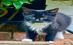 British Shorthair cats for sale: Loving kittens looking for a loving home - Image 14