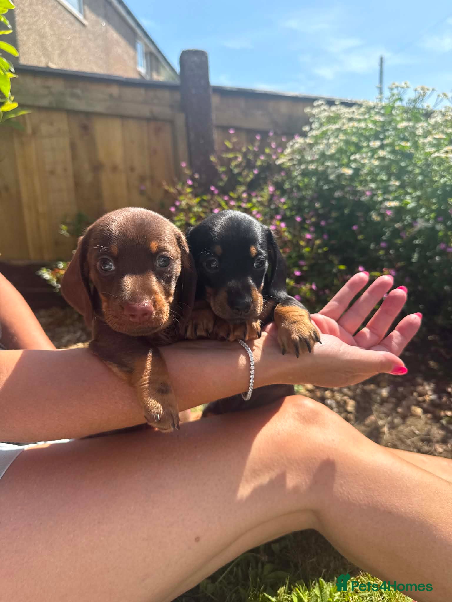 Miniature Dachshund dogs Beautiful Miniture Dachshund Babies - Advert 1